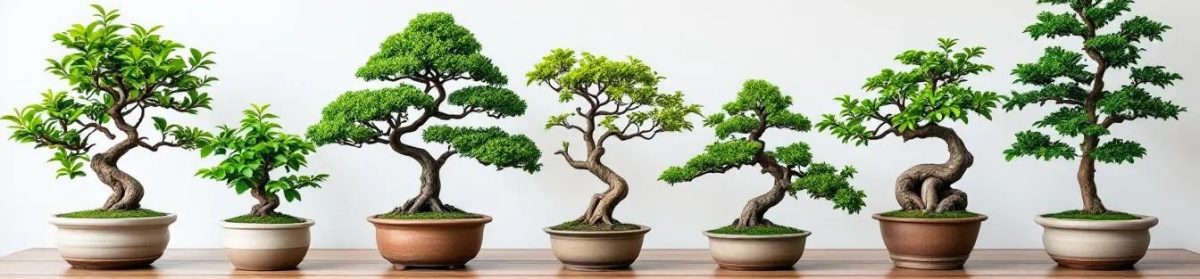 My Bonsai Friends UK